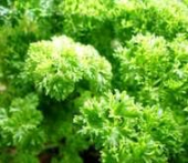 Кудрявая Ажур /АСК/ 1г