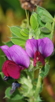 Вика посевная 0,5 кг