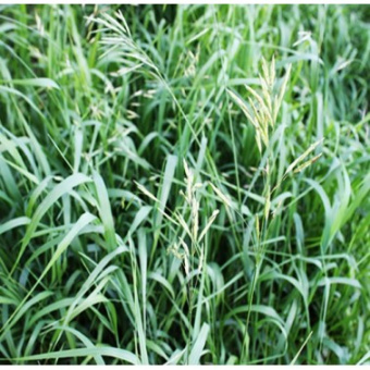 Костёр (Кострец) 0,5 кг